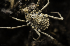 Ortholasma rugosum