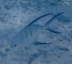 Trachinotus goodei