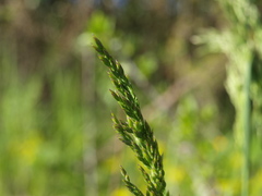 Poa chaixii