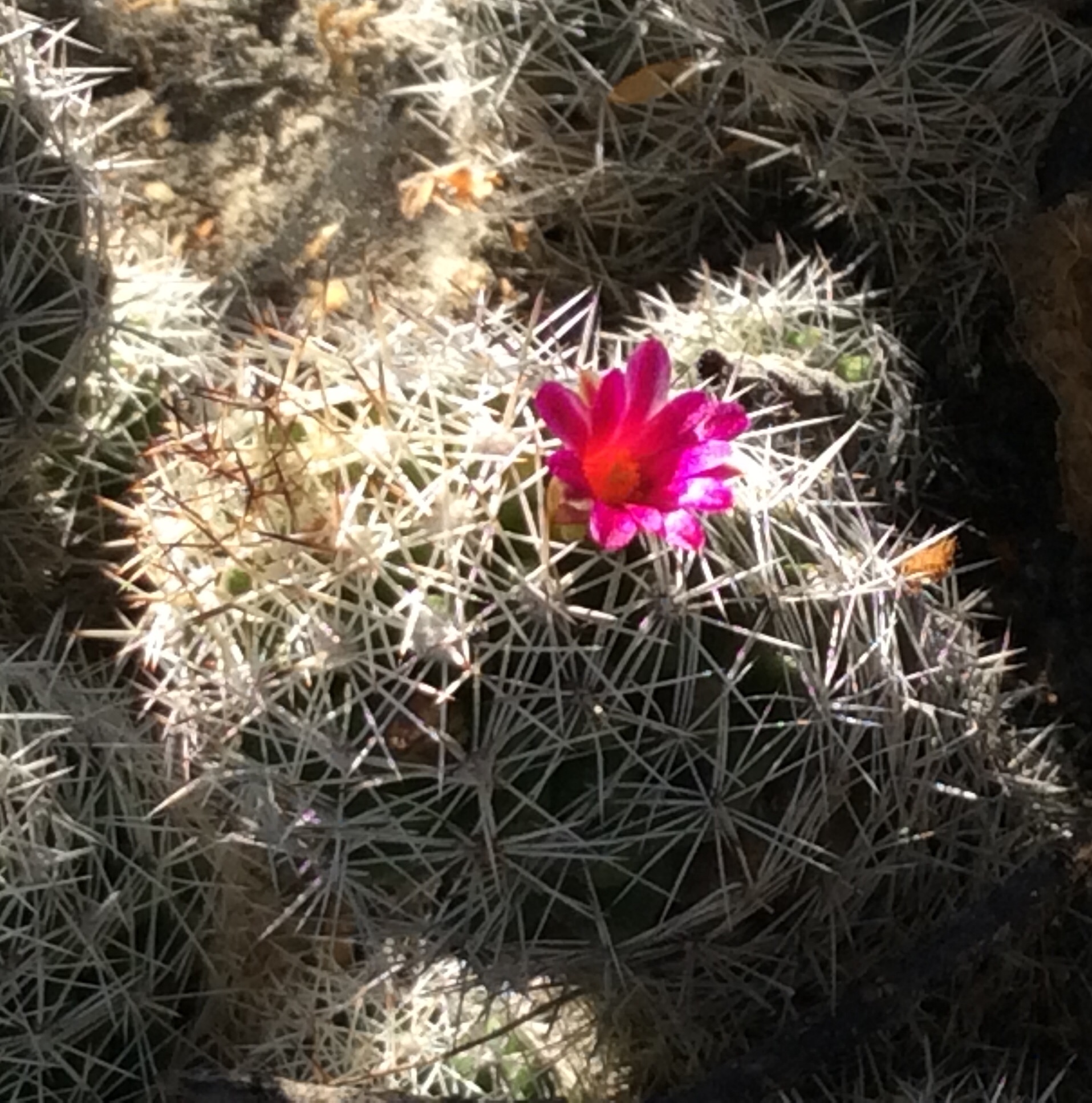 Mammillaria sphacelata ssp. sphacelata