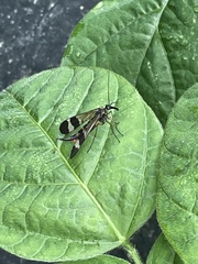 Panorpa japonica