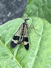 Panorpa japonica