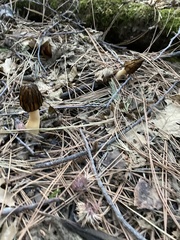 Morchella brunnea