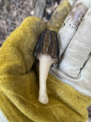 Morchella brunnea
