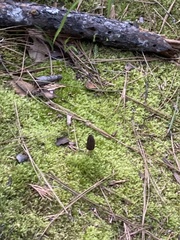 Morchella brunnea