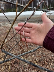 Salix schwerinii