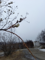 Salix schwerinii