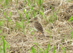 Alauda arvensis japonica