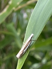 Crambus argyrophorus