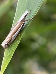 Crambus argyrophorus