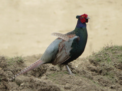 Phasianus versicolor