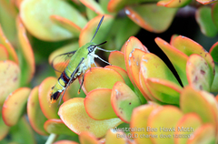 Cephonodes australis