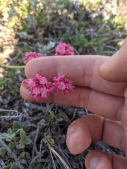 Eriogonum grande rubescens