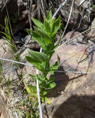 Erythranthe cardinalis