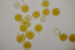 Puccinia sessilis