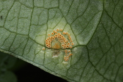 Puccinia sessilis
