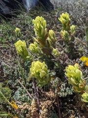 Castilleja mollis