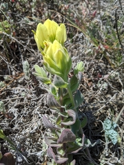 Castilleja mollis