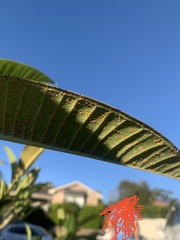 Coleosporium plumeriae