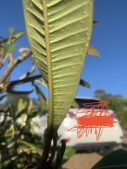 Coleosporium plumeriae