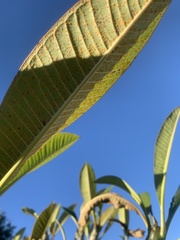 Coleosporium plumeriae