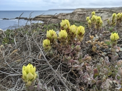 Castilleja mollis