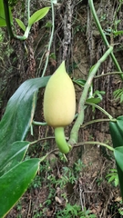 Rhaphidophora hongkongensis