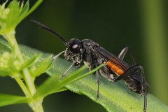 Macrophya annulata