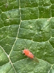 Cacopsylla coccinea