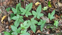 Rubus reflexus