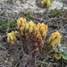 Soft-leaved Paintbrush - Photo (c) Matt Guilliams, some rights reserved (CC BY-NC), uploaded by Matt Guilliams