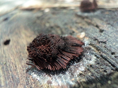 Stemonitis axifera