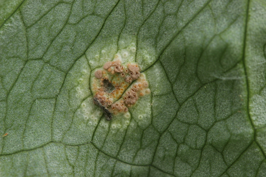 Tuberculina persicina