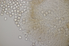 Tuberculina persicina