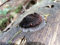 Stemonitis axifera