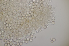 Tuberculina persicina