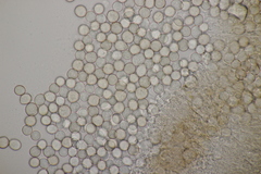 Tuberculina persicina