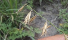 Bouteloua repens