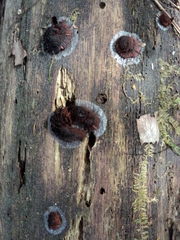 Stemonitis axifera