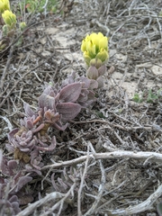 Castilleja mollis