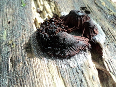 Stemonitis axifera