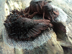 Stemonitis axifera