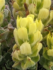 Castilleja mollis