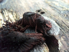 Stemonitis axifera