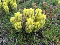 Castilleja mollis