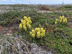 Castilleja mollis