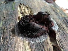 Stemonitis axifera