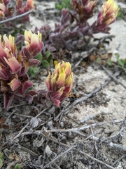 Castilleja mollis