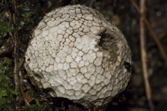 Lycoperdon compactum