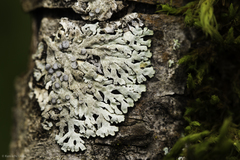 Physconia americana